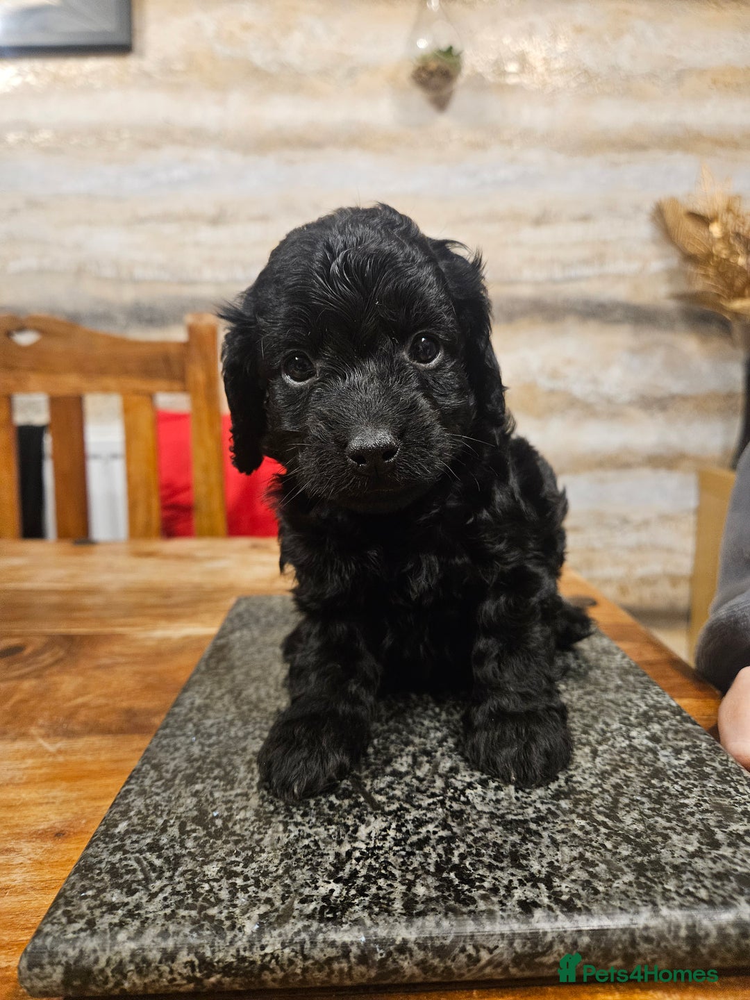 Cockapoo dogs for sale: F2 cockapoo boys 1 left available  - Advert 27