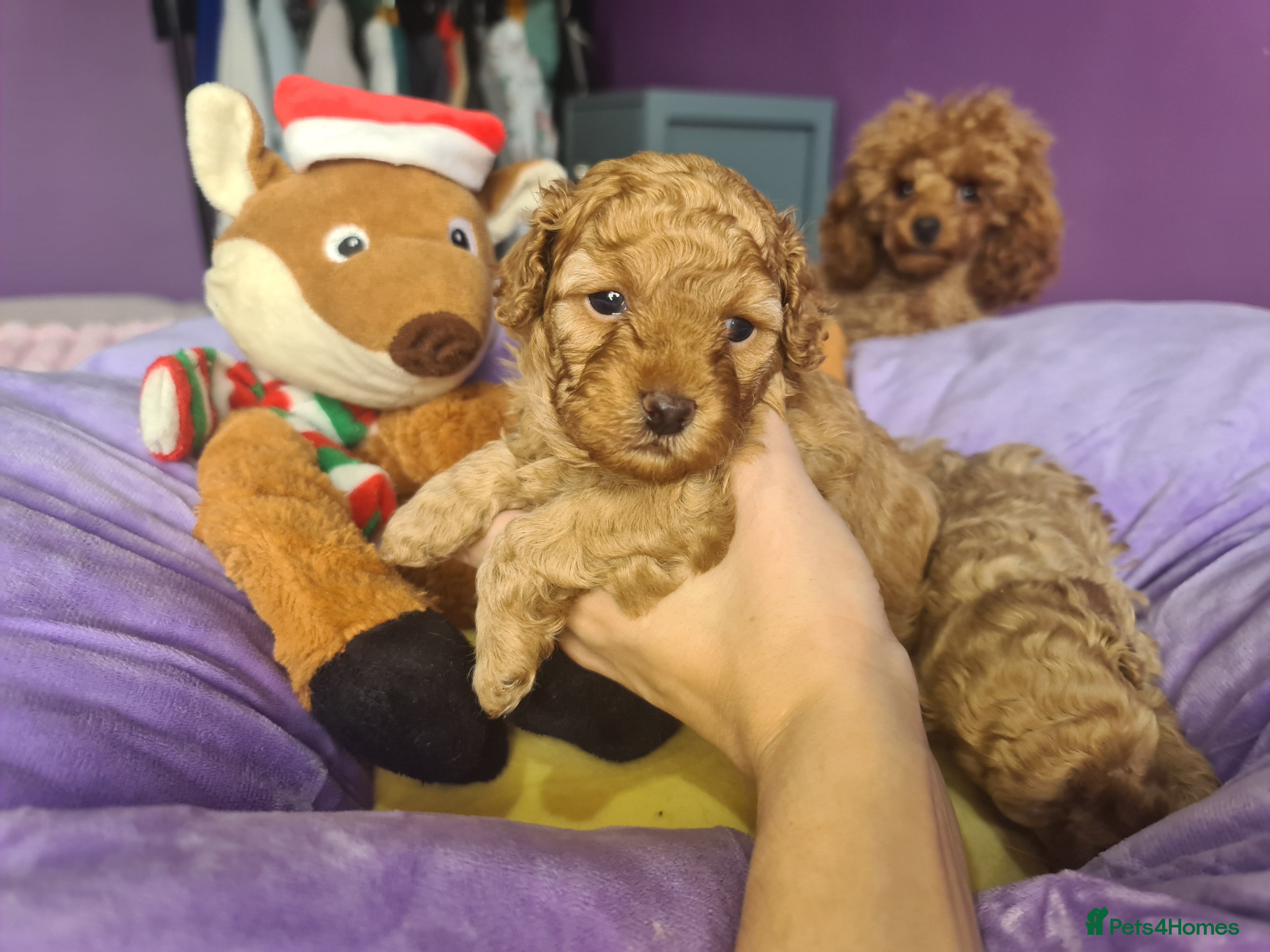 Toy Poodle dogs Mini TOY POODLES Last one boy available - Advert 1