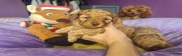 Toy Poodle dogs for sale: Mini TOY POODLES Last one boy available - Advert 1