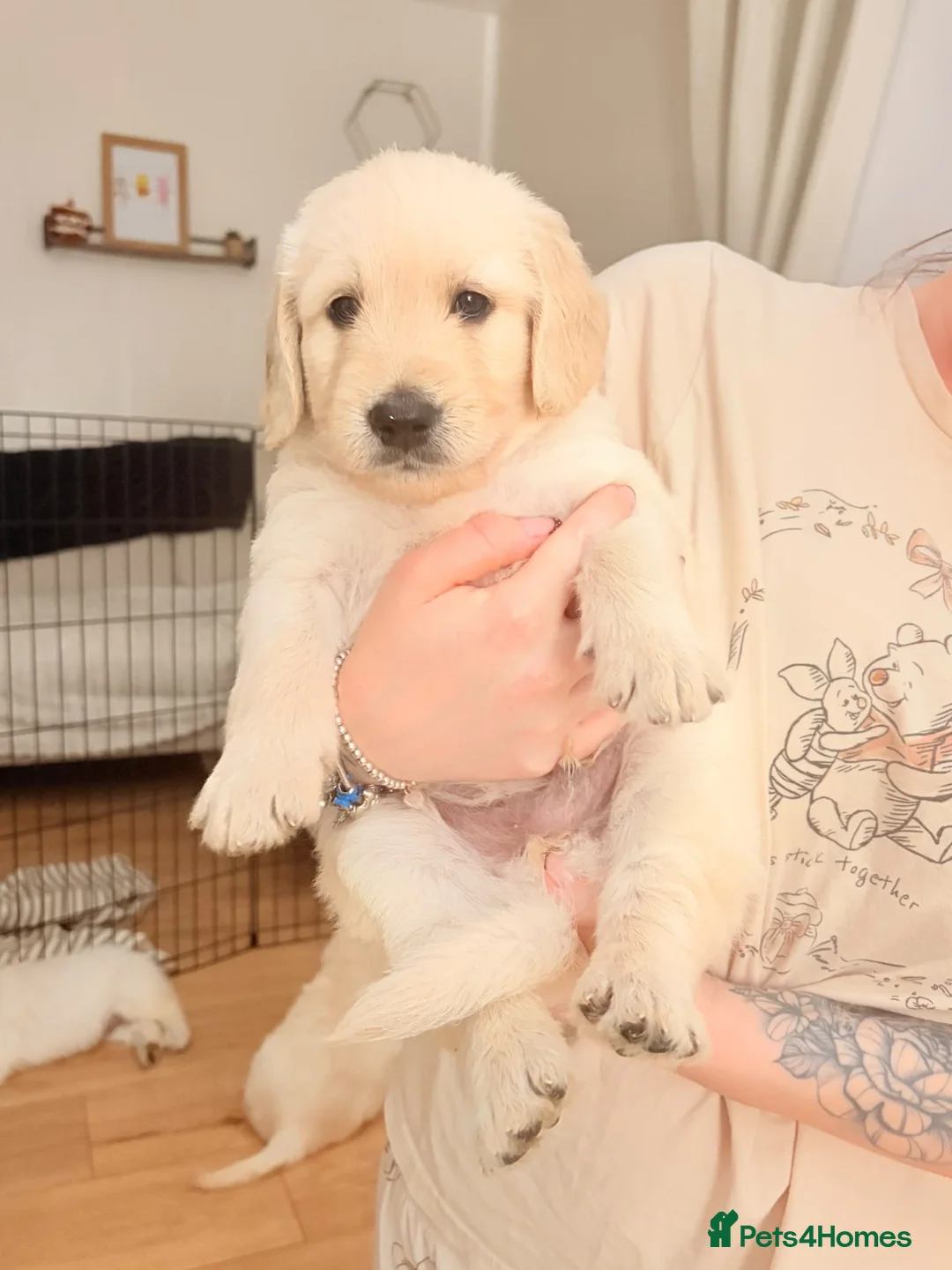 Goldendoodle dogs for sale: ESMES GOLDENDOODLES - Advert 2