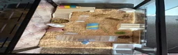 Hamster rodents for sale: Male Syrian hamster and full set up  - Advert 5