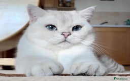 British Shorthair cats for sale: Britiah shorthair last girl available - Image 6