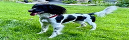 English Springer Spaniel dogs for sale: English Working Springer Spaniels - Advert 9