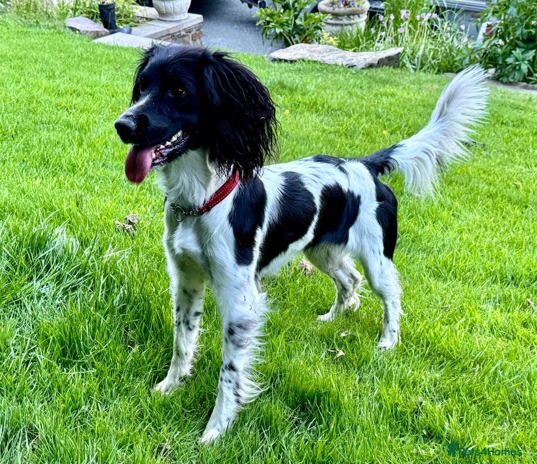 English Springer Spaniel dogs for sale: English Working Springer Spaniels - Advert 7
