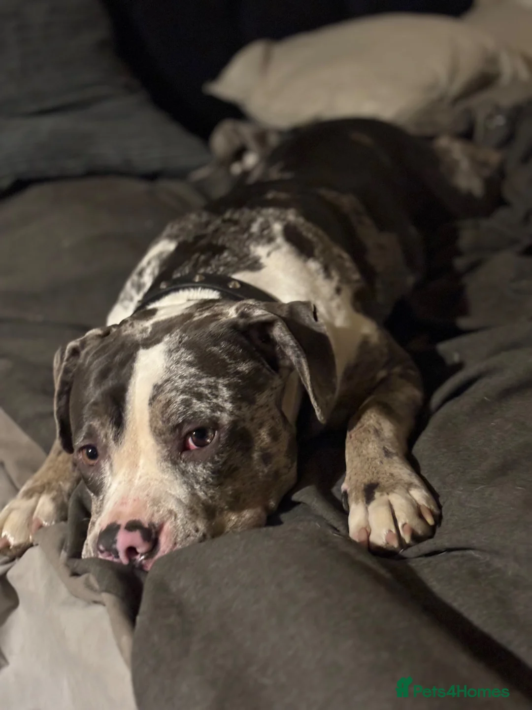 Mixed Breed dogs for sale: Tri Merle Staff lovely colours  in Hemel Hempstead - Advert 1