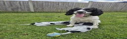 English Springer Spaniel dogs for sale: 6 gorgeous spaniel puppies for sale  - Advert 13