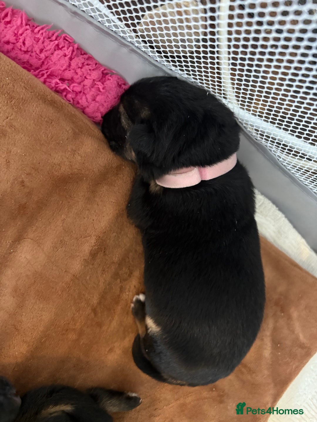 German Shepherd dogs for sale: 7 beautiful German Shepherd puppies  - Image 13