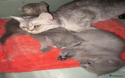 British Shorthair cats for sale: CHAMPION BLOODLINE - Image 7