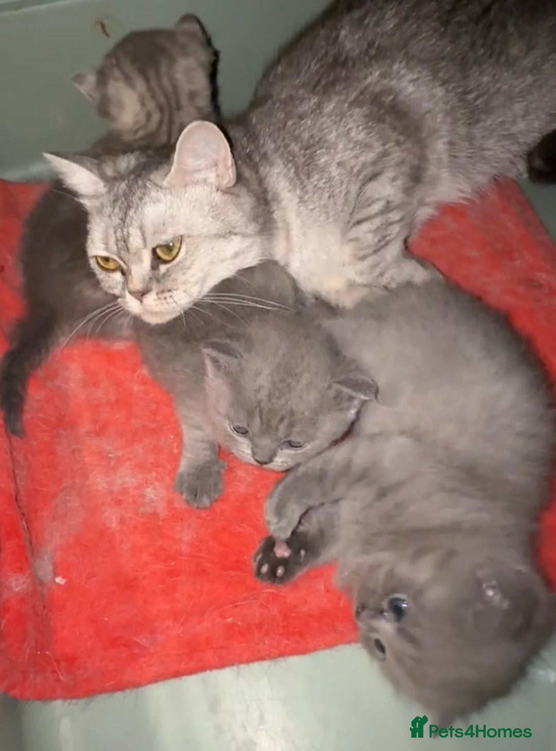 British Shorthair cats for sale: CHAMPION BLOODLINE - Image 7