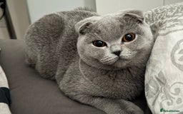 Scottish Fold cats for sale: Spayed/Neutered Scottish fold with everything  - Advert 3