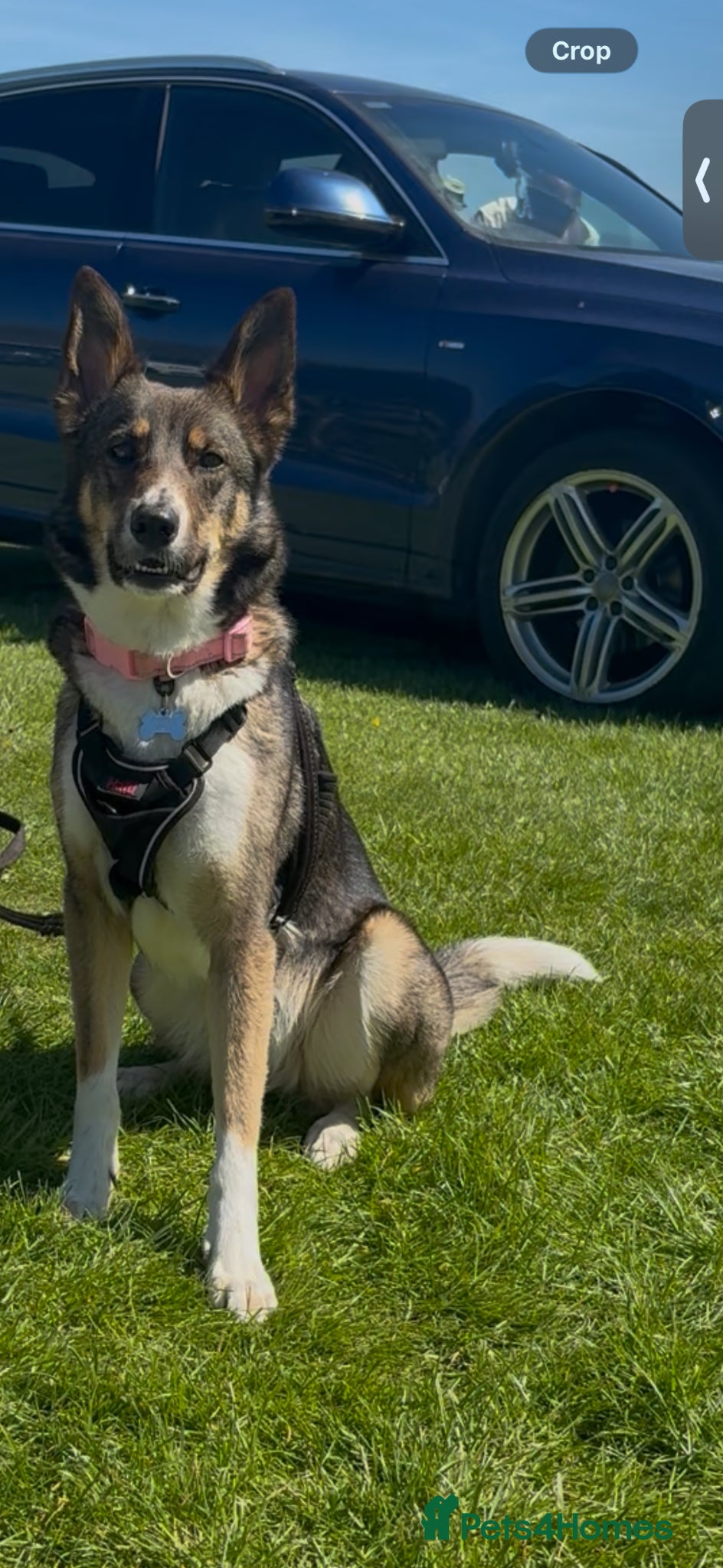 Mixed Breed dogs German shepherd Border collie cross - Advert 1
