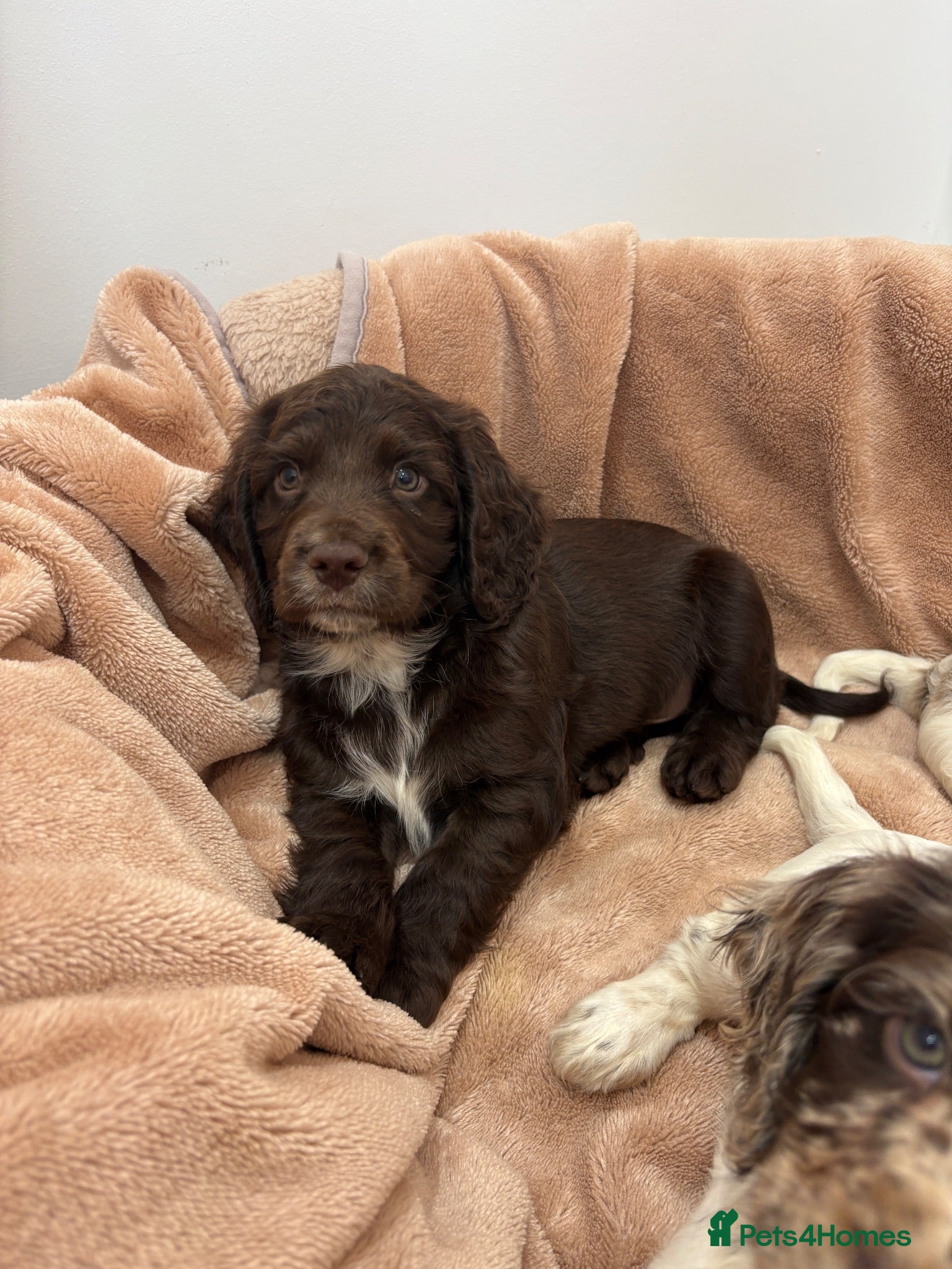 Cocker Spaniel dogs Working cocker spaniel puppies  - Advert 1