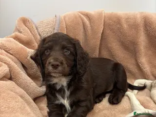 Cocker Spaniel dogs Working cocker spaniel puppies - Advert 1