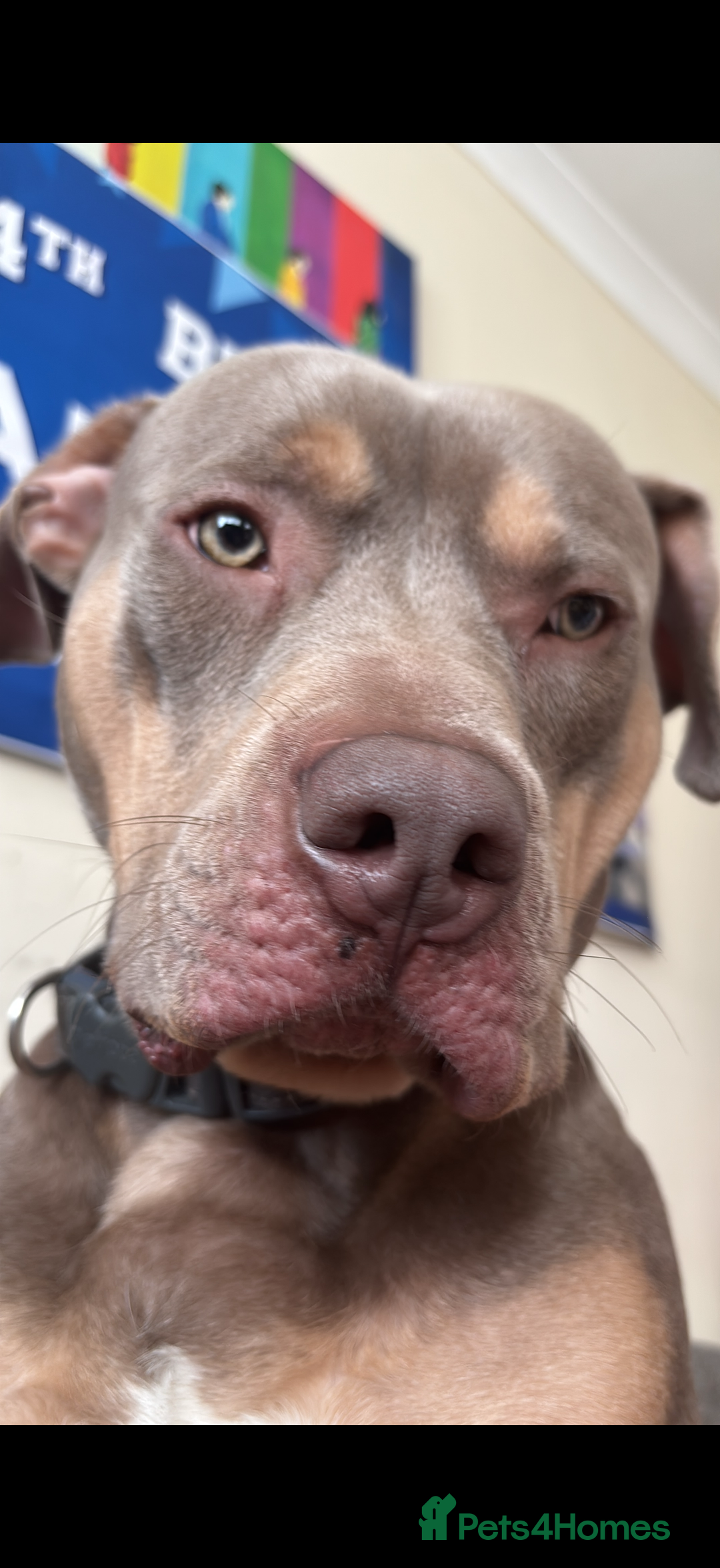 American Bully dogs for sale: Need too rehome - Image 4