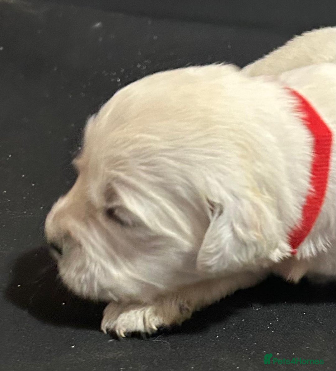 Golden Retriever dogs for sale: Chunky, cream pups - Image 39