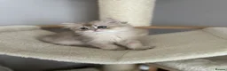 British Longhair cats for sale: British longhair little cuties - Advert 12