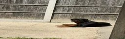 Rottweiler dogs for stud: Male Rottweiler for stud  - Advert 2