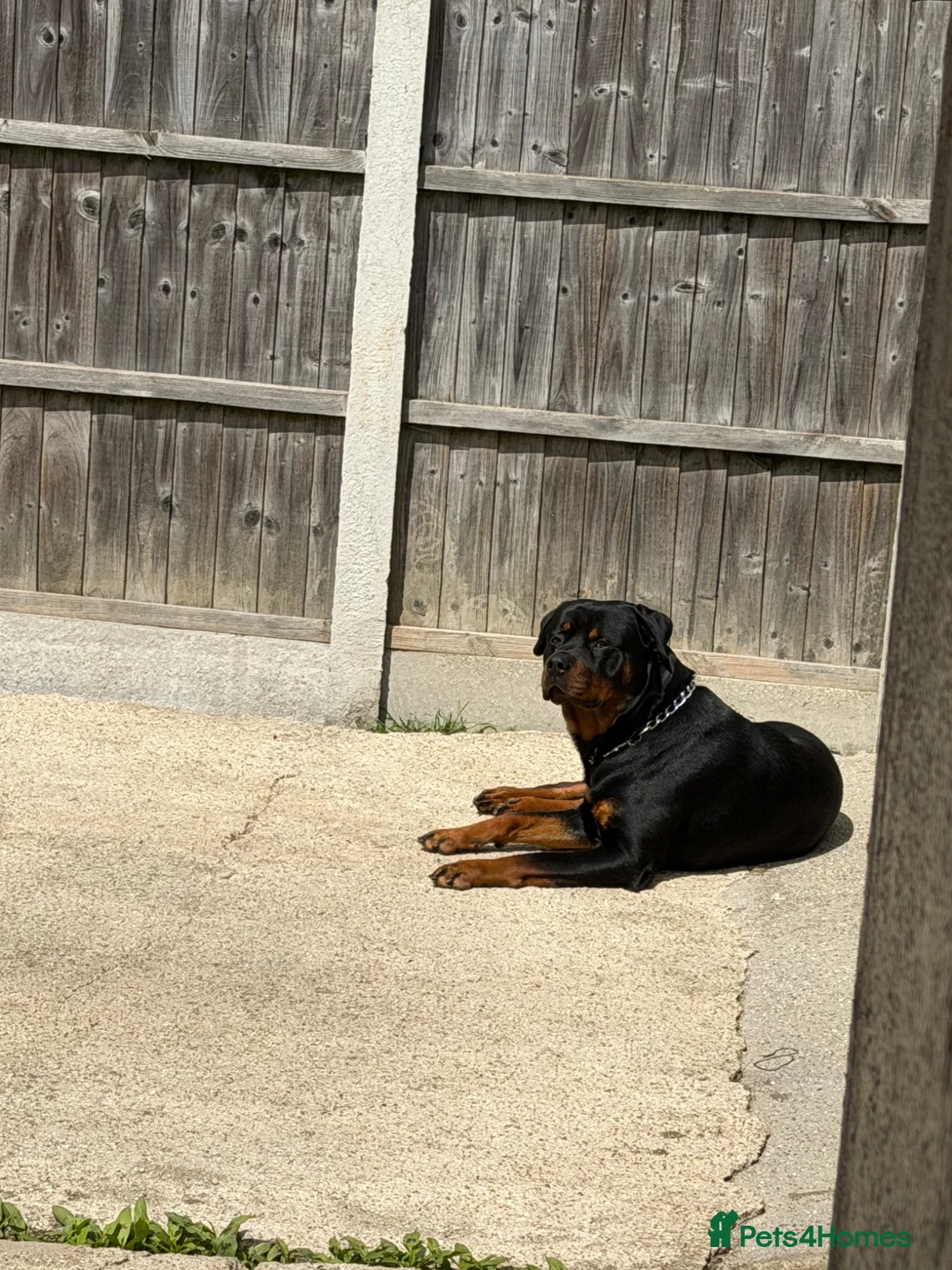Rottweiler dogs for stud: Male Rottweiler for stud  - Advert 2