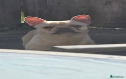 French Bulldog dogs for sale: Fluffy platinum frenchie  - Image 1