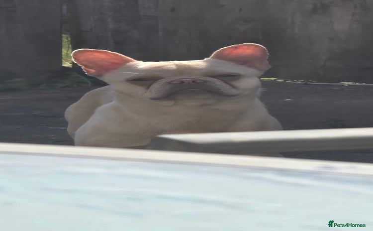 French Bulldog dogs - Advert 1