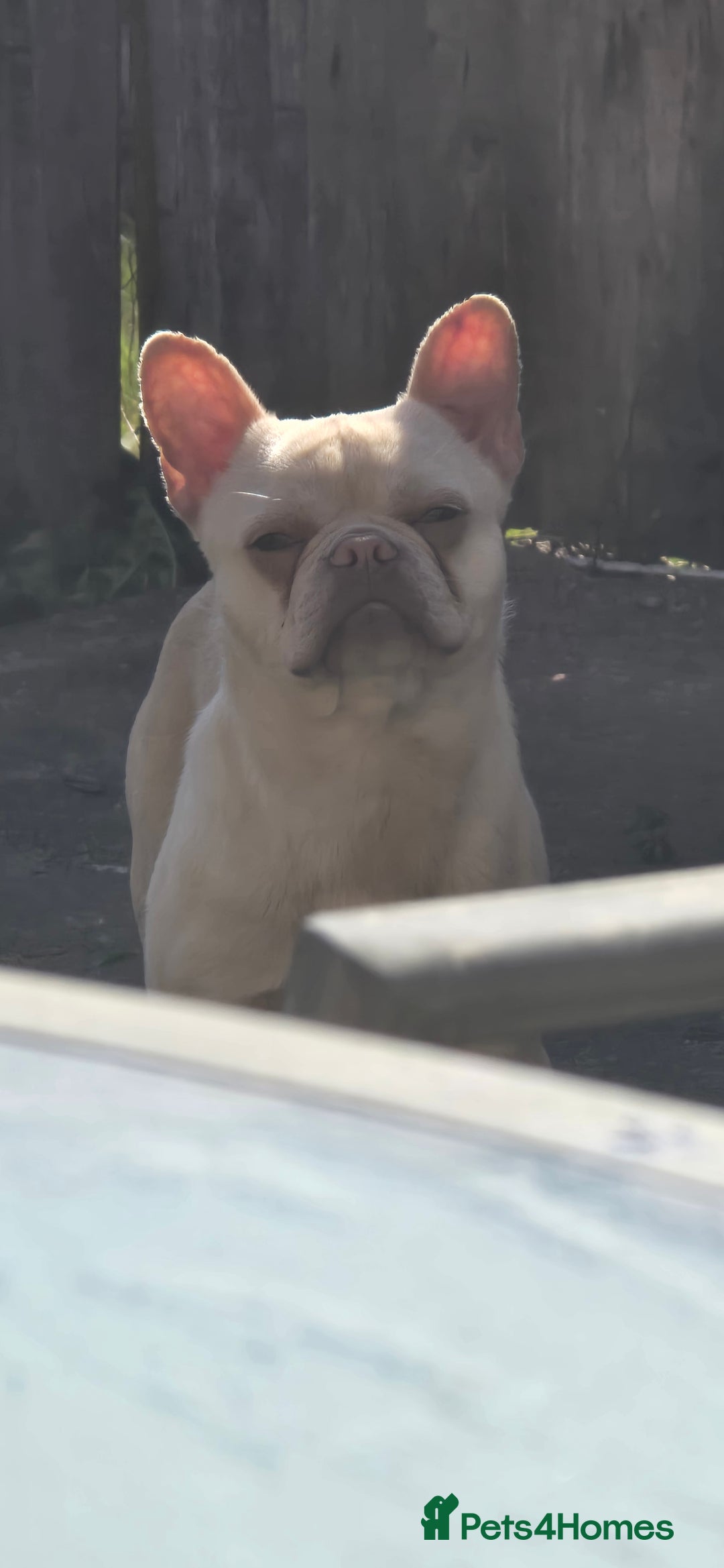 French Bulldog dogs for sale: Fluffy platinum frenchie  - Image 1