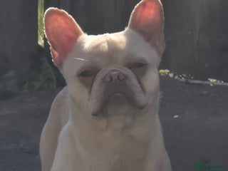 French Bulldog dogs - Advert 16