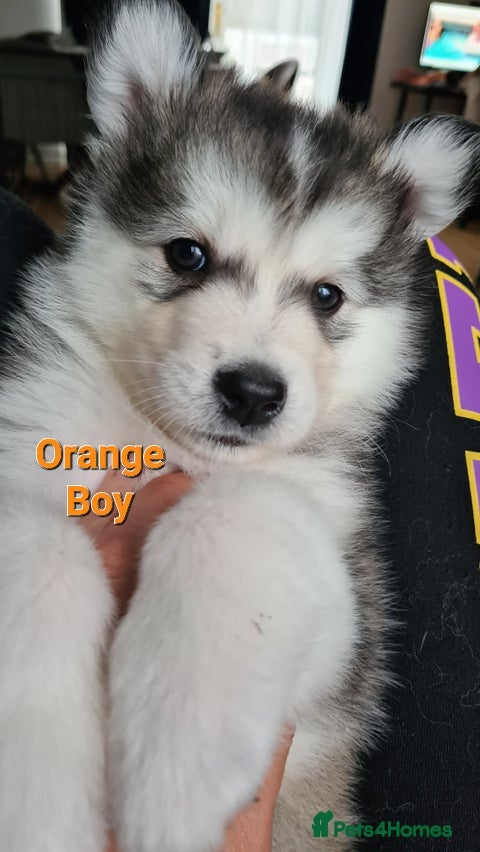 ORANGE 7
