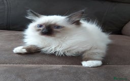 Ragdoll cats for sale: RAGDOLL SEAL POINT BLUE EYES READY NOW! - Image 28