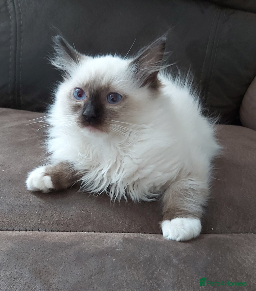 Ragdoll cats for sale: RAGDOLL SEAL POINT BLUE EYES READY NOW! - Image 28