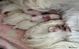 Maltese dogs for sale: 🌟Maltedoll Tiny Korean Maltese KC Reg🌟 - Image 21