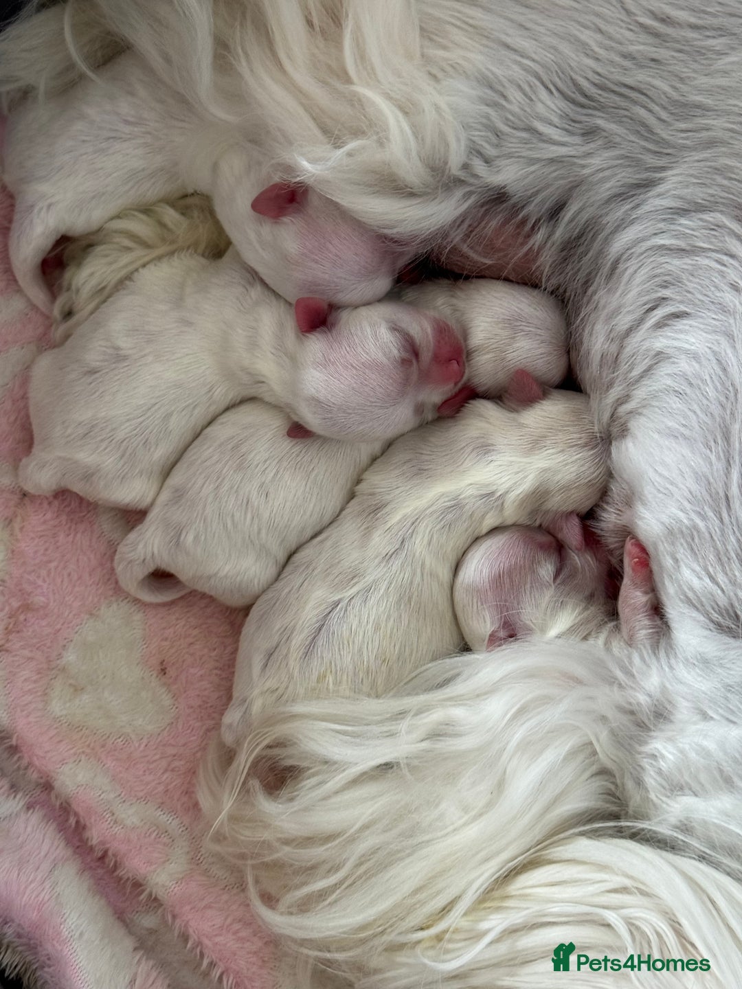 Maltese dogs for sale: 🌟Maltedoll Tiny Korean Maltese KC Reg🌟 - Image 21
