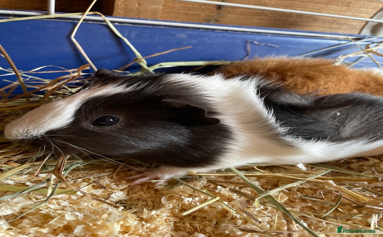 Guinea Pig rodents - Advert 15