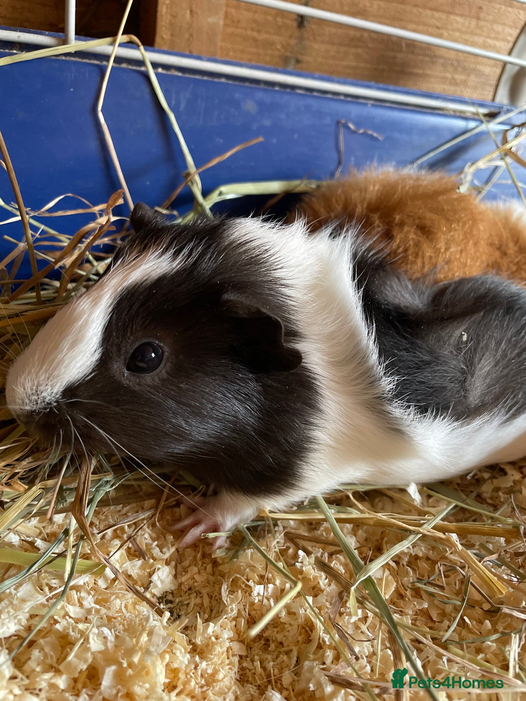 Guinea Pig rodents for sale: 2 boys  - Image 1