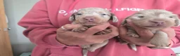 Miniature Dachshund dogs for sale: ❤️Miniature dachshund puppies❤️ - Advert 13