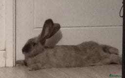 Continental Giant rabbits for sale: Continental giant - Image 7