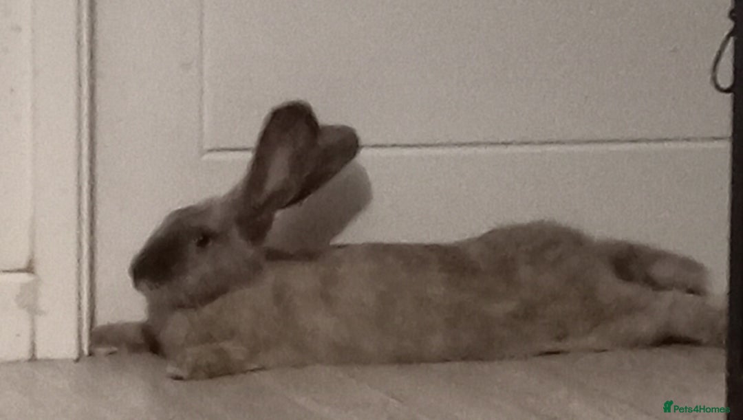 Continental Giant rabbits for sale: Continental giant - Image 7