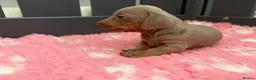 Miniature Dachshund dogs for sale: 🌟  Miniature Dachshund Pups!! KC & PRA clear🌟 in Saint Helens - Advert 17