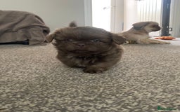 Shih Tzu dogs for sale: BLUE CARRING CHOC/LILAC IMPERIAL BOYS - Image 4