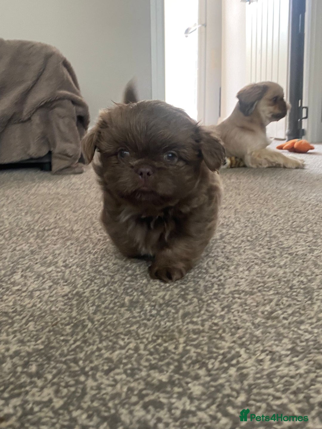 Shih Tzu dogs for sale: BLUE CARRING CHOC/LILAC IMPERIAL BOYS - Image 4