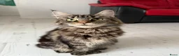 Maine Coon cats for sale: 🐈‍⬛ Maine Coon Kittens 3 Girls and 2 Boys 🐈‍⬛ - Advert 18