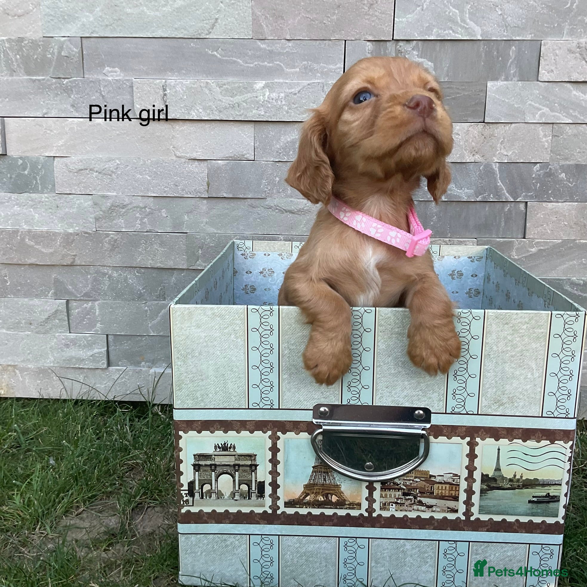 Cocker Spaniel dogs Hereditary clear working cocker spaniels - Advert 1