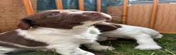 English Springer Spaniel dogs for sale: Willows pups. One girl remaining  - Advert 16