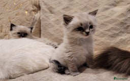 Ragdoll cats for stud: GCCF/TICA Active ragdoll stud. 3 visits in Farnborough - Image 6