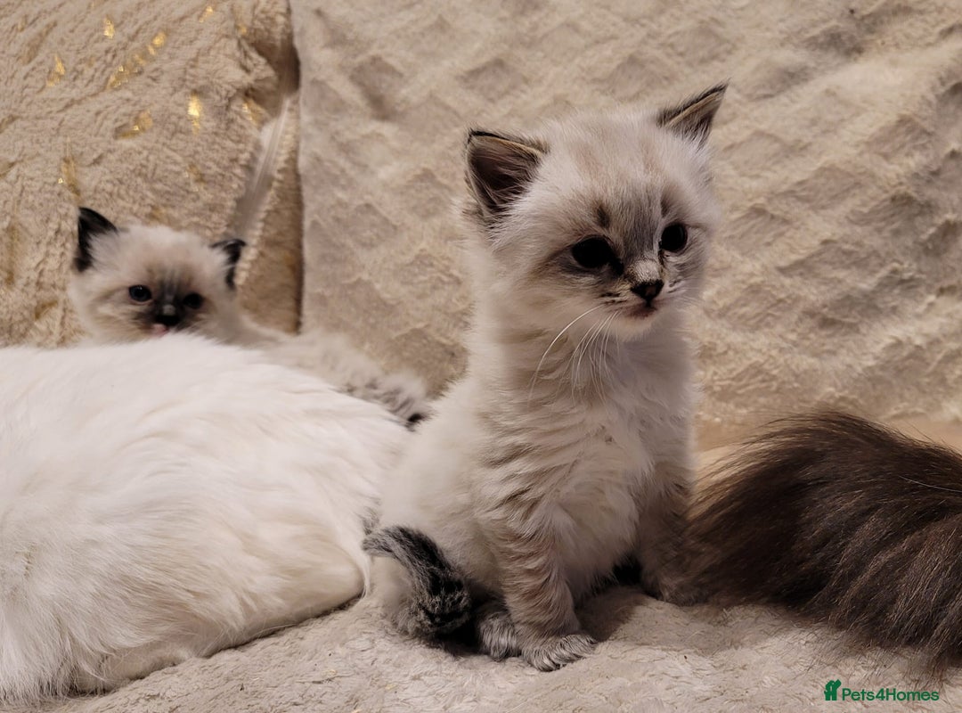 Ragdoll cats for stud: GCCF/TICA Active ragdoll stud. 3 visits in Farnborough - Image 6