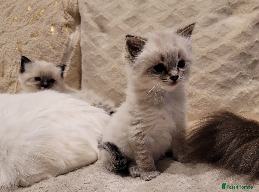 Ragdoll cats for stud: GCCF/TICA Active ragdoll stud. 3 visits in Farnborough - Advert 6