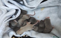 Rat rodents for sale: Beautiful male and female rats to reserve  - Image 3