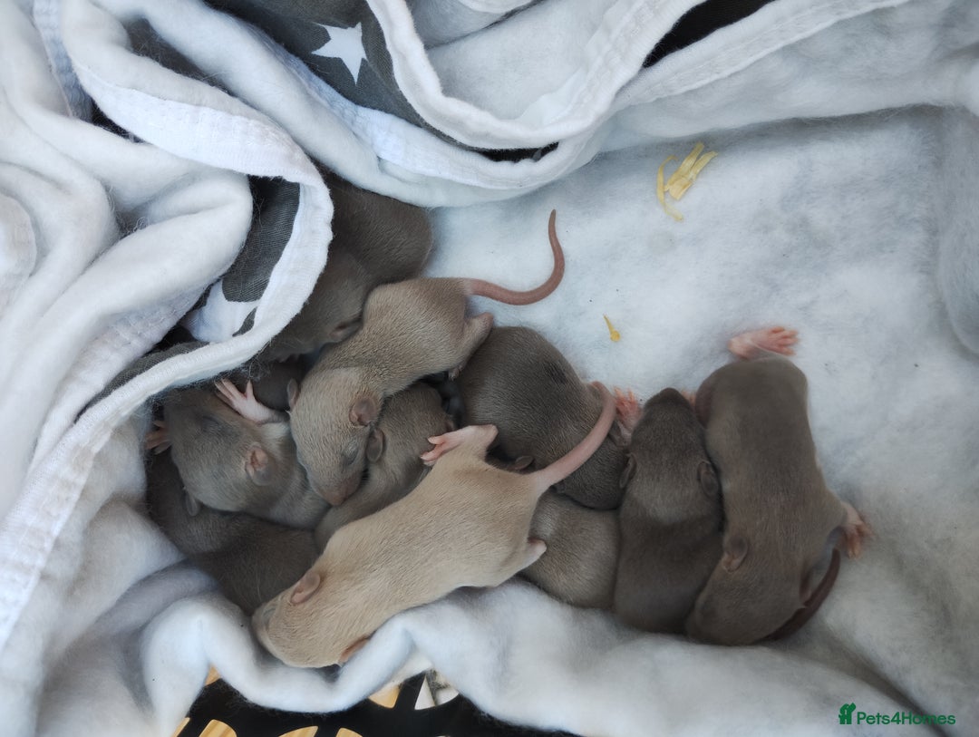 Rat rodents for sale: Beautiful male and female rats to reserve  - Image 3