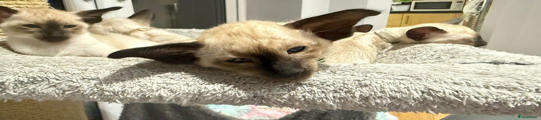 Siamese Kitten 4