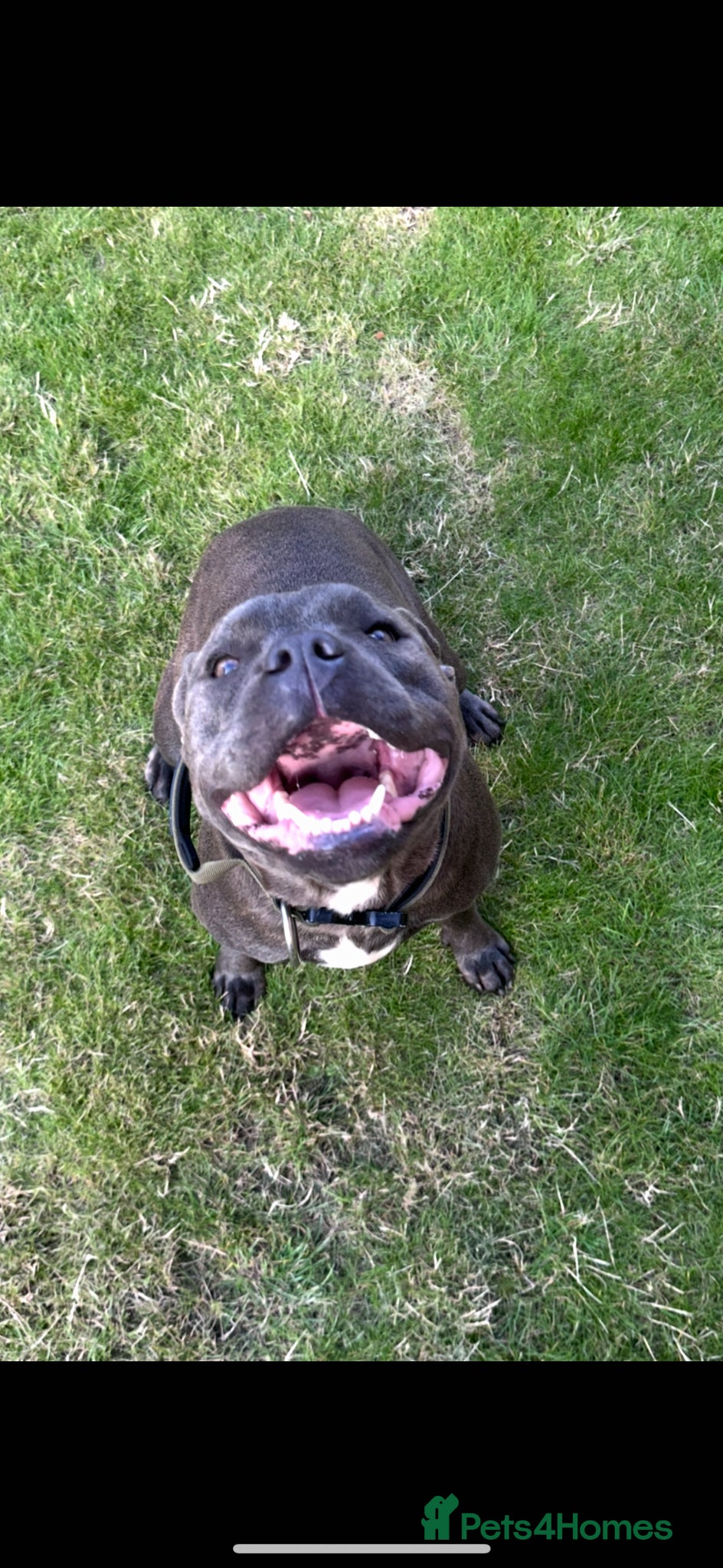 Staffordshire Bull Terrier dogs Staffordshire bull terrier  - Advert 2