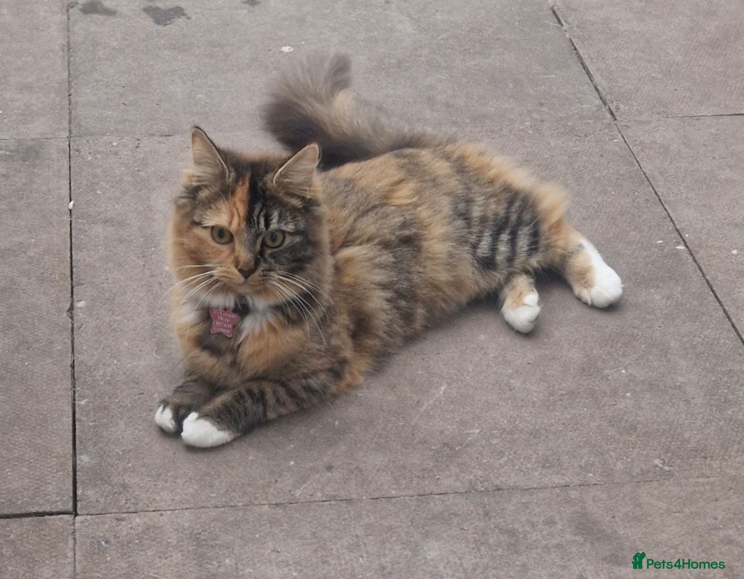 Mixed Breed cats 💥Last one siberian cross male💥 - Advert 4